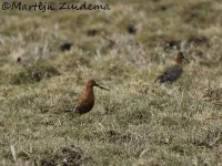 IJslandse Grutto [Limosa limosa islandica]